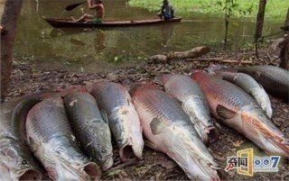 巨骨舌魚多少元一只