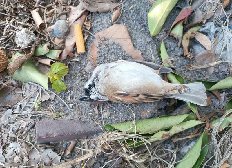 埋葬死魚算不算陰德