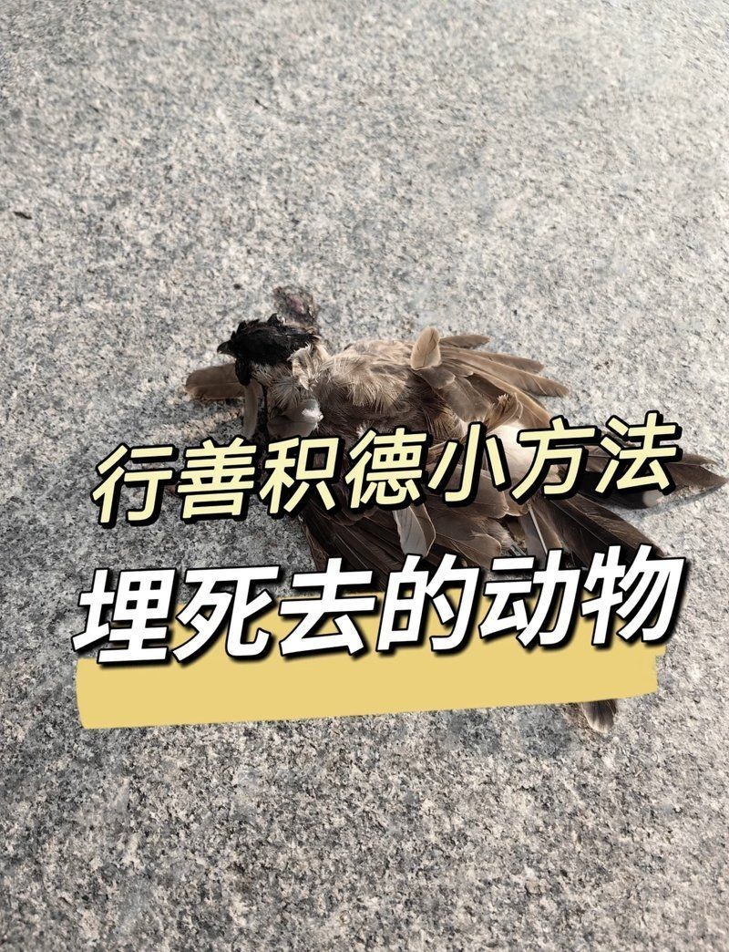 埋葬死魚算不算陰德