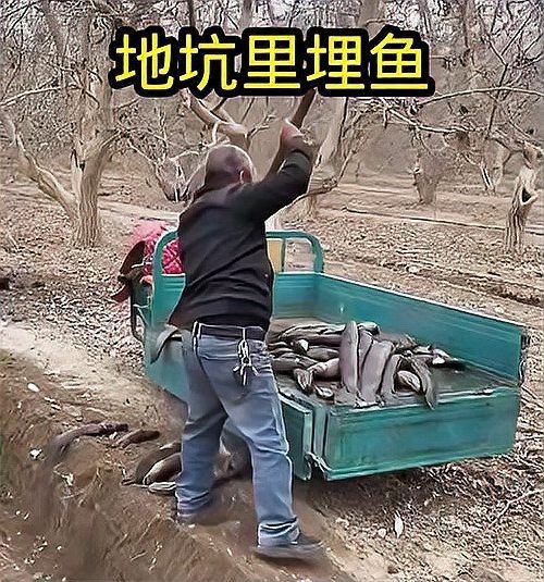 埋葬死魚算不算陰德