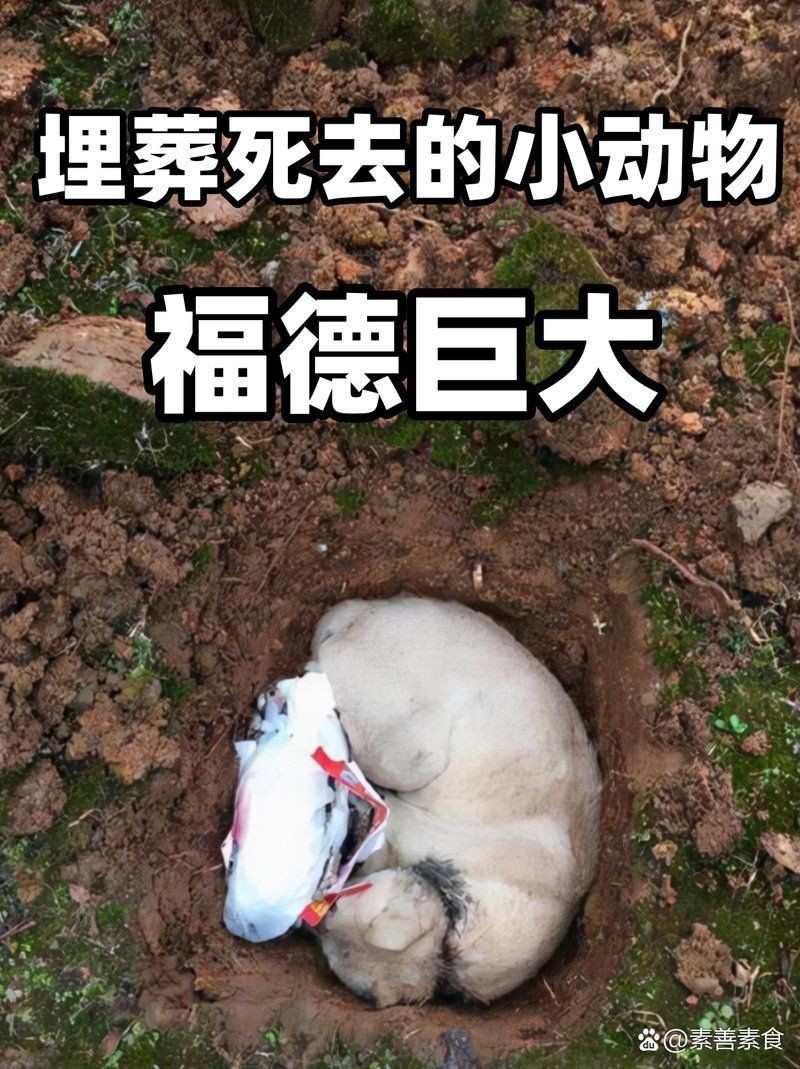 埋葬死魚算不算陰德
