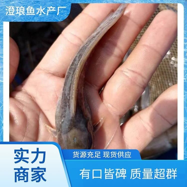 廣東收購埃及魚廠家