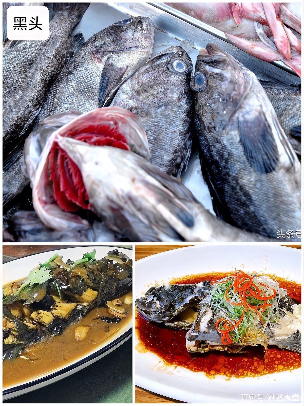 海魚多少一斤算正常 海魚多少一斤算正常 龍魚論壇 第1張