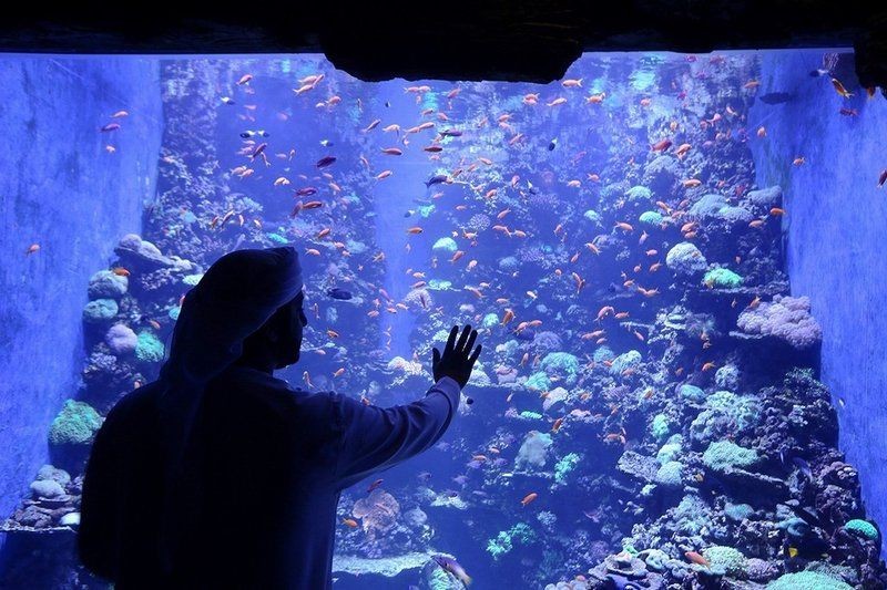國家水族館名錄查詢最新消息