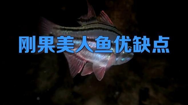 剛果美人為什么不建議養