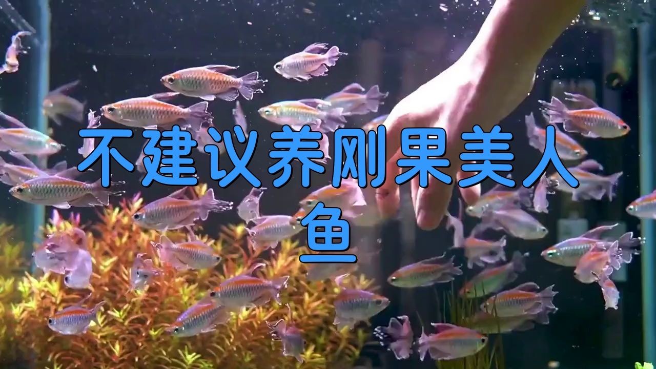 剛果美人為什么不建議養
