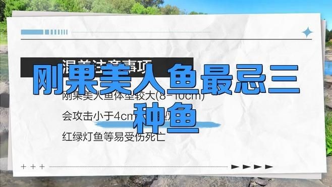 剛果美人為什么不建議養