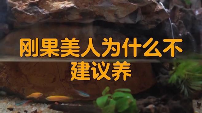 剛果美人為什么不建議養