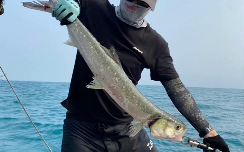 海鰱鳙魚圖片