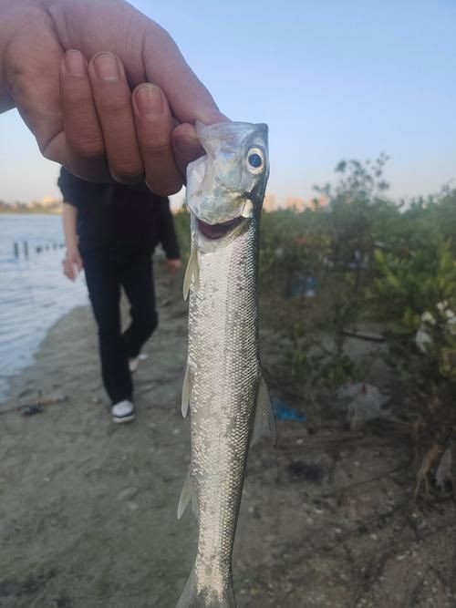 海鰱鳙魚圖片