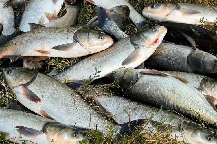 海鰱鳙魚圖片