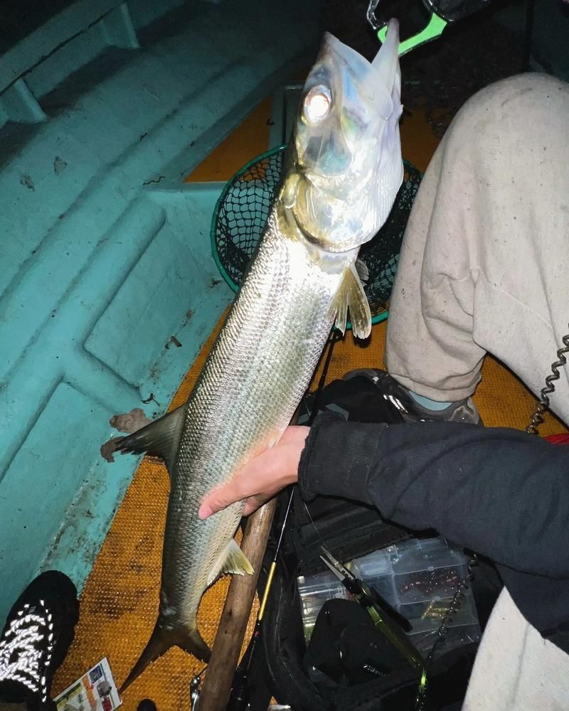 海鰱鳙魚圖片
