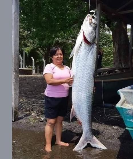 海鰱鳙魚圖片