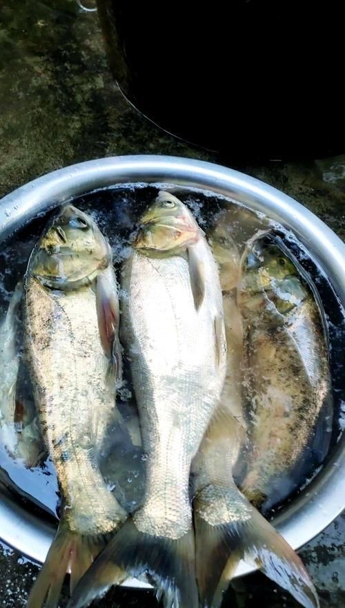海鰱鳙魚圖片