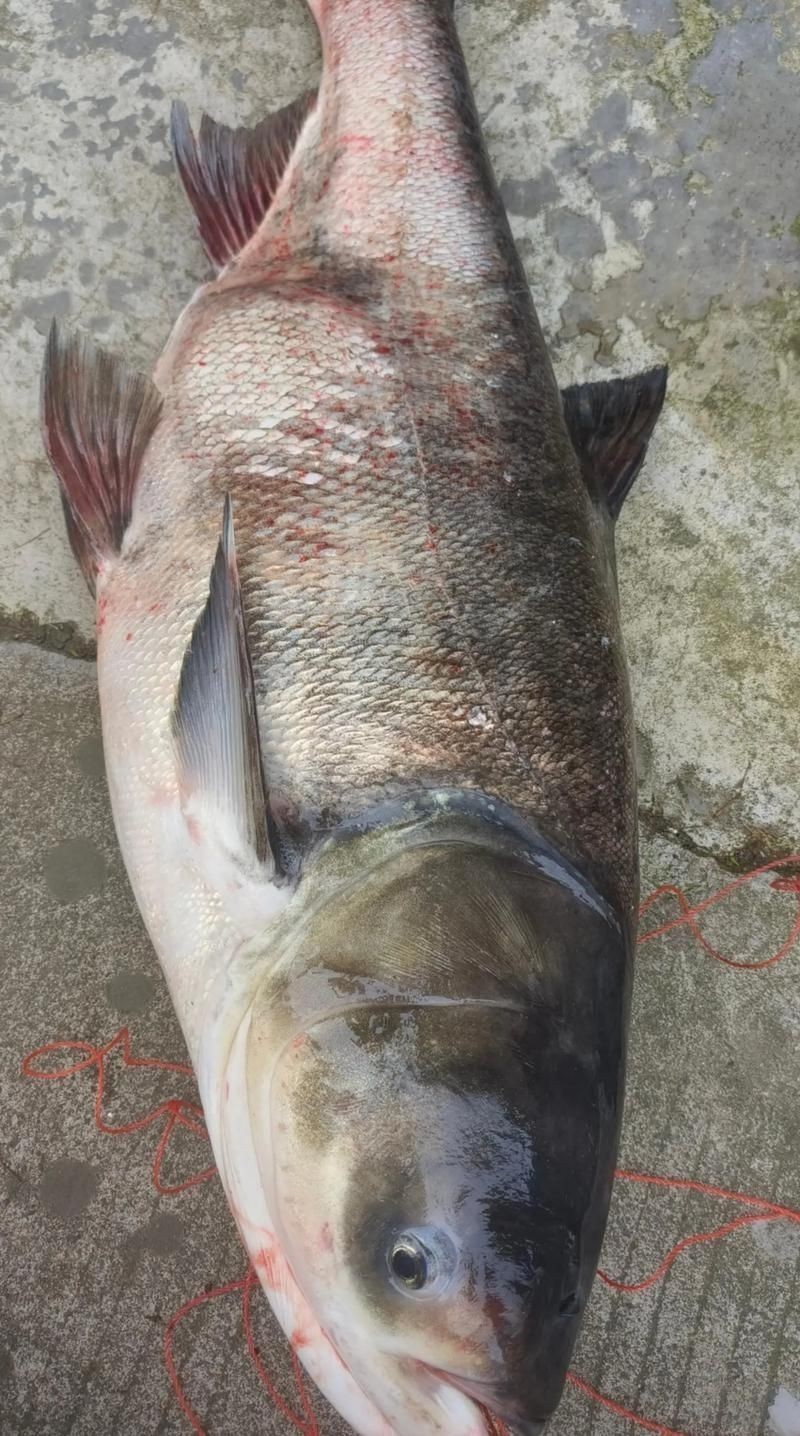 海鰱鳙魚圖片
