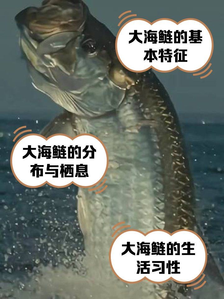 海鰱鳙魚圖片
