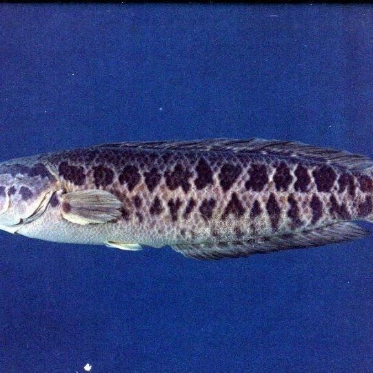 廣西斑魚是不是黑魚，斑魚與黑魚究竟有何區別？ 廣西斑魚是不是黑魚，斑魚與黑魚究竟有何區別？ 龍魚論壇 第1張