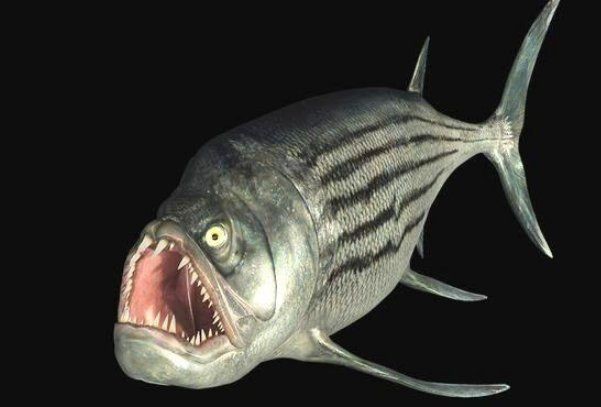 劍射魚還存在嗎，射魚是否仍存在于