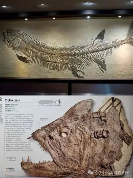 劍射魚還存在嗎，射魚是否仍存在于