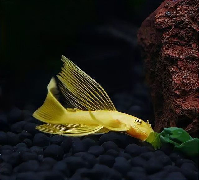 好養的異形魚排名，幾種好養的異形魚推薦排名