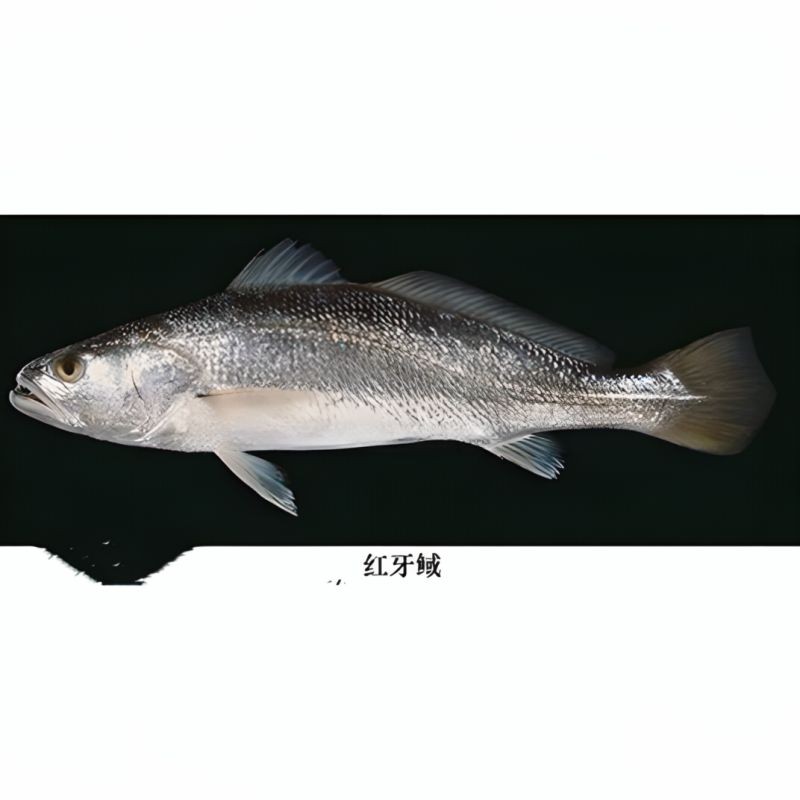 卡宴巨牙Vs紅斑牙魚，宴巨牙與紅斑牙魚的巔峰