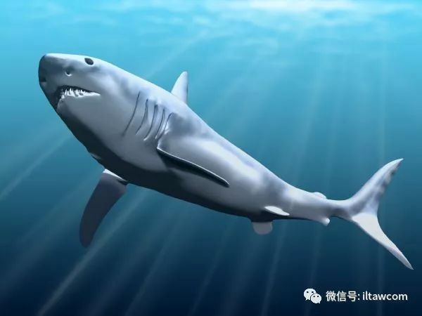 卡宴巨牙Vs紅斑牙魚，宴巨牙與紅斑牙魚的巔峰