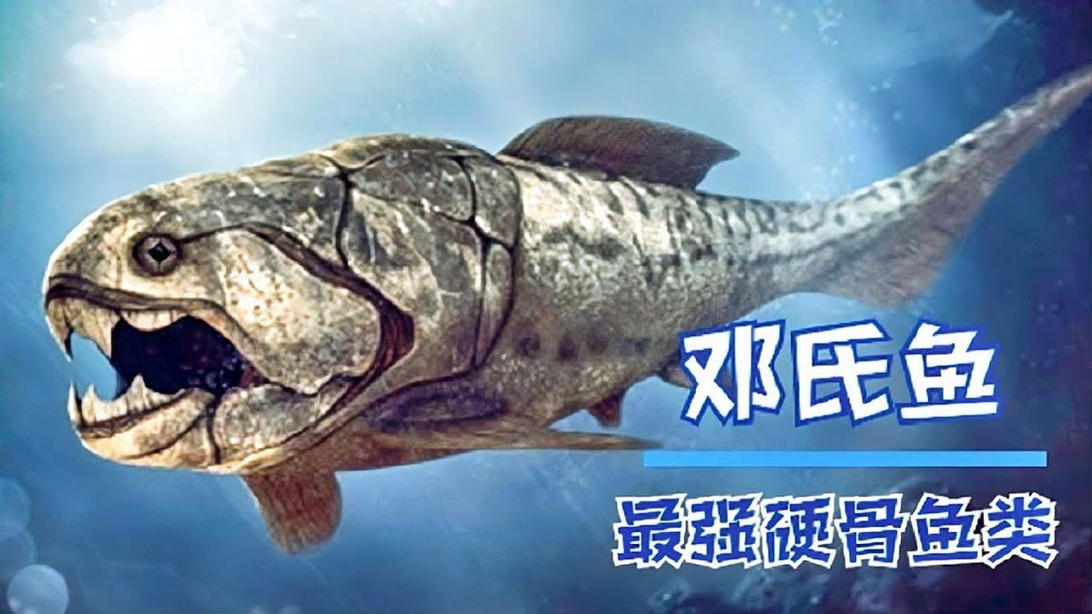 卡宴巨牙Vs紅斑牙魚，宴巨牙與紅斑牙魚的巔峰