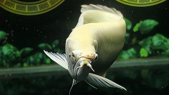 紅龍魚和金龍魚哪個(gè)貴，龍魚與金龍魚價(jià)格對(duì)比，究竟誰