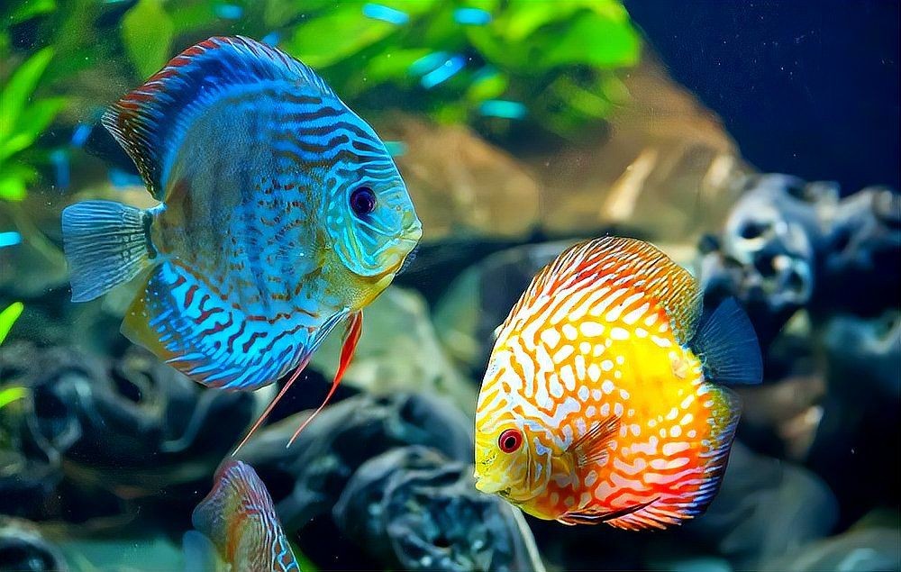 家里養鯰魚有什么預兆，養鯰魚預示著什么
