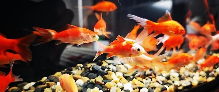 家庭魚缸養魚品種圖片，魚缸熱門觀賞魚品種精選及高清圖片 家庭魚缸養魚品種圖片，魚缸熱門觀賞魚品種精選及高清圖片 龍魚論壇 第24張
