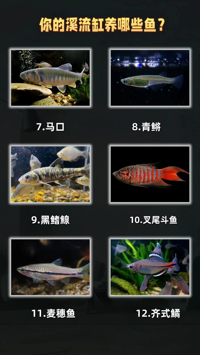 家庭魚缸養魚品種圖片，魚缸熱門觀賞魚品種精選及高清圖片 家庭魚缸養魚品種圖片，魚缸熱門觀賞魚品種精選及高清圖片 龍魚論壇 第7張