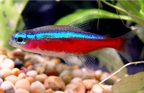 家庭魚缸養魚品種圖片，魚缸熱門觀賞魚品種精選及高清圖片 家庭魚缸養魚品種圖片，魚缸熱門觀賞魚品種精選及高清圖片 龍魚論壇 第30張
