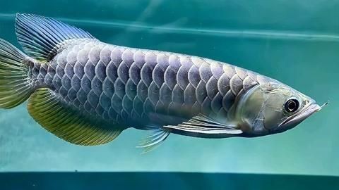 藍底過背金龍魚圖片，幾種不同風格的下拉詞標題供你參考，你可以根據具體使用場景進行選擇，，驚艷！藍底過背金龍魚高清美圖鑒賞，絕美呈現，藍底過背金龍魚圖片大賞，視覺盛宴丨藍底過背金龍 藍底過背金龍魚圖片，幾種不同風格的下拉詞標題供你參考，你可以根據具體使用場景進行選擇，，驚艷！藍底過背金龍魚高清美圖鑒賞，絕美呈現，藍底過背金龍魚圖片大賞，視覺盛宴丨藍底過背金龍 龍魚百科 第16張
