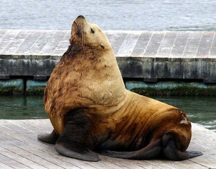 海象吃海豹嗎，象是否捕食海