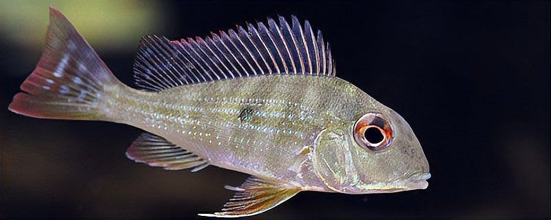 和尚關刀魚和什么魚最配，關刀魚和哪種魚搭配最佳？