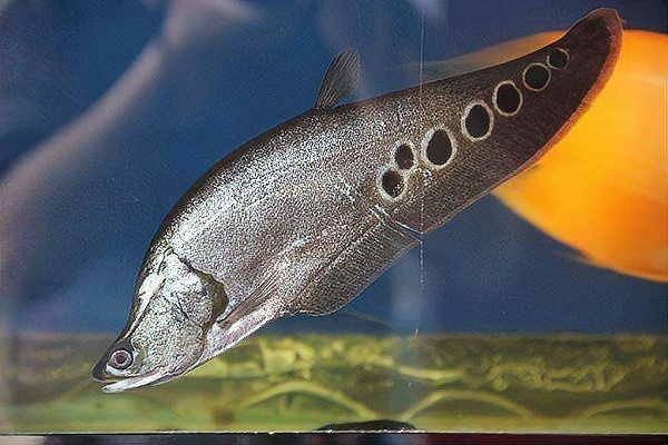 和三間鼠長得像的是哪一種魚，三間鼠相似的魚類