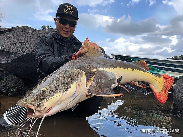 和三間鼠長得像的是哪一種魚，三間鼠相似的魚類