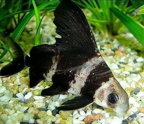 和三間鼠長得像的是哪一種魚，三間鼠相似的魚類
