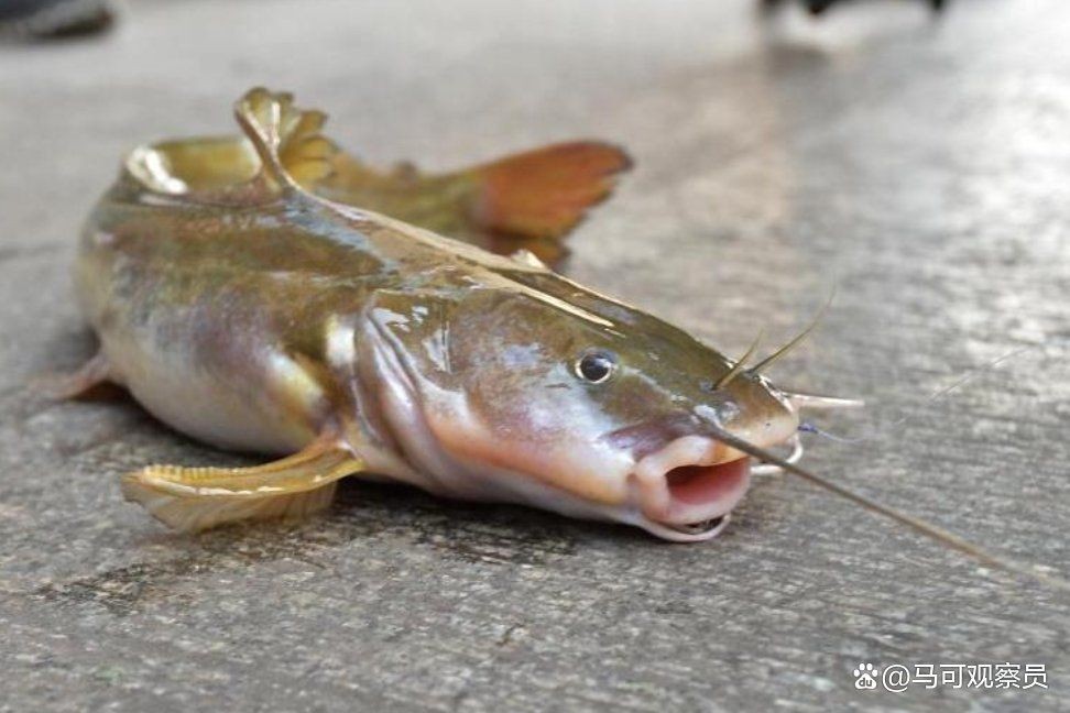 和三間鼠長得像的是哪一種魚，三間鼠相似的魚類