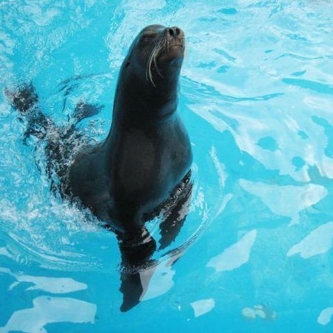 海洋里的哺乳動物有哪些，海洋哺乳動物，海豚、鯨魚與