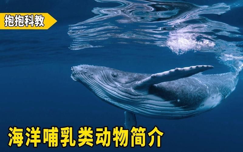 海洋里的哺乳動(dòng)物有哪些，海洋哺乳動(dòng)物，海豚、鯨魚與