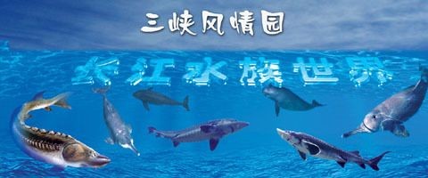 宜昌水族店，水族店精選觀賞魚與器材推薦