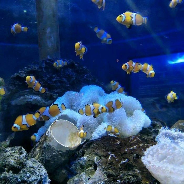 海洋公園里有什么水族館，公園熱門水族館