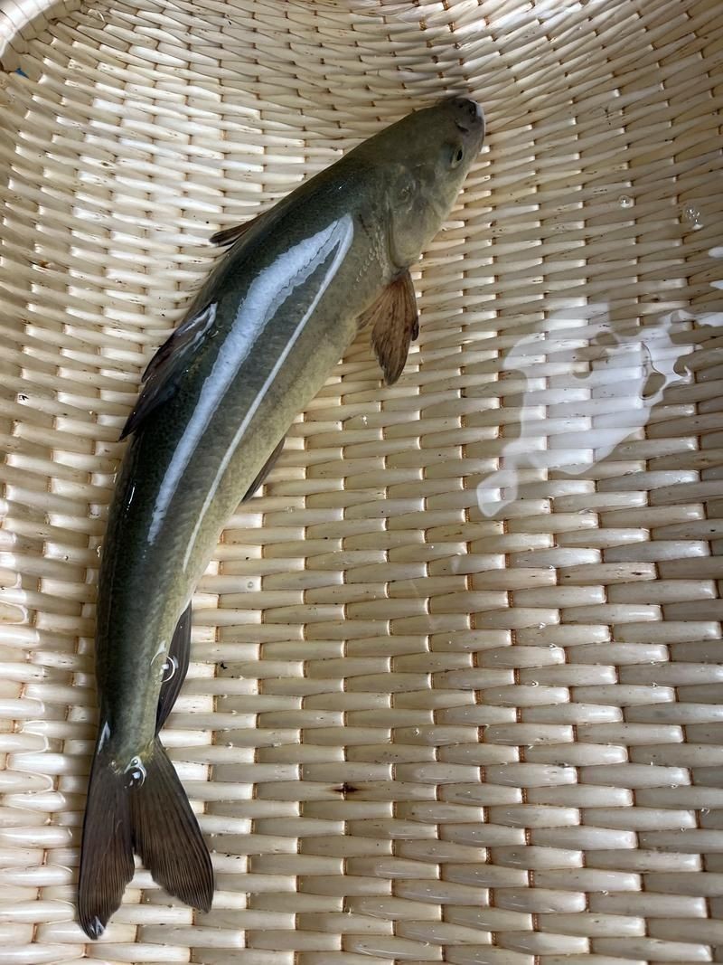 各種血魚圖片，各類血魚高清圖片