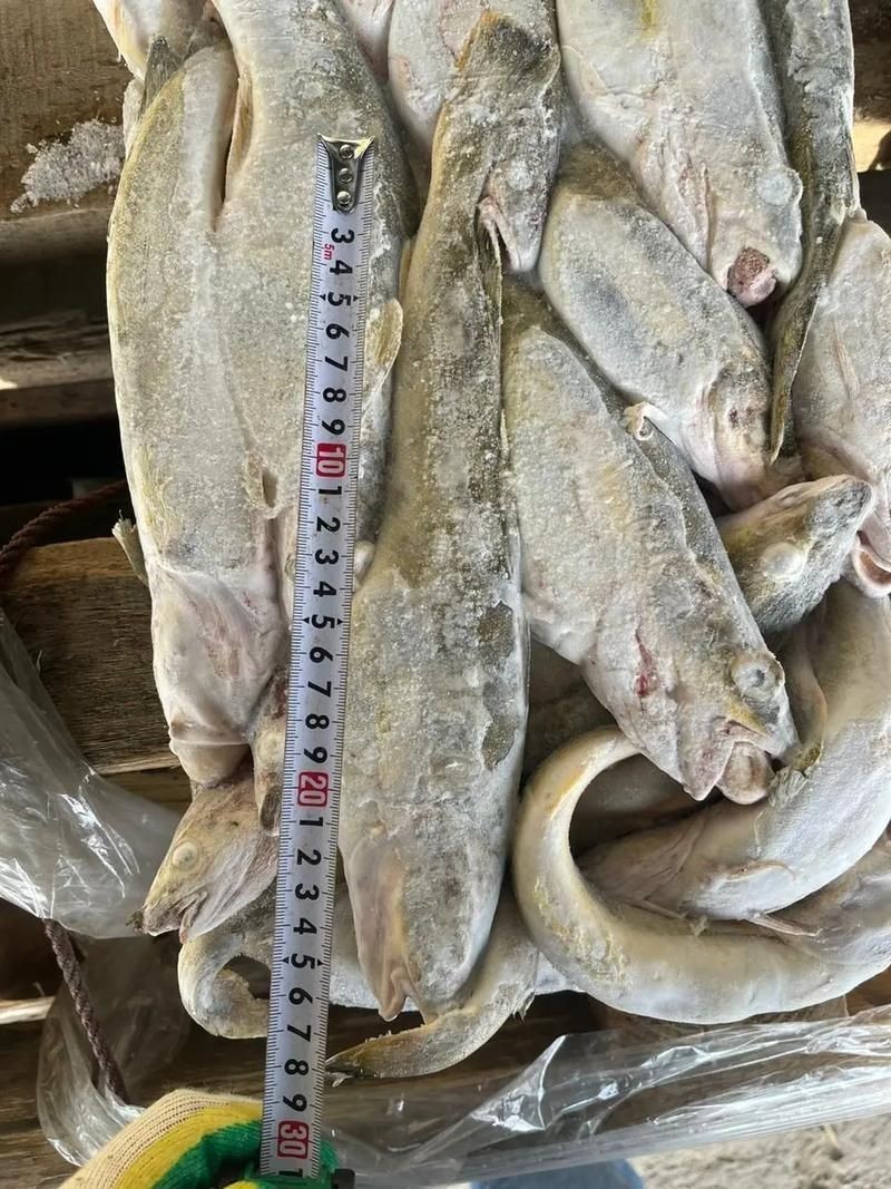 各種血魚圖片，各類血魚高清圖片