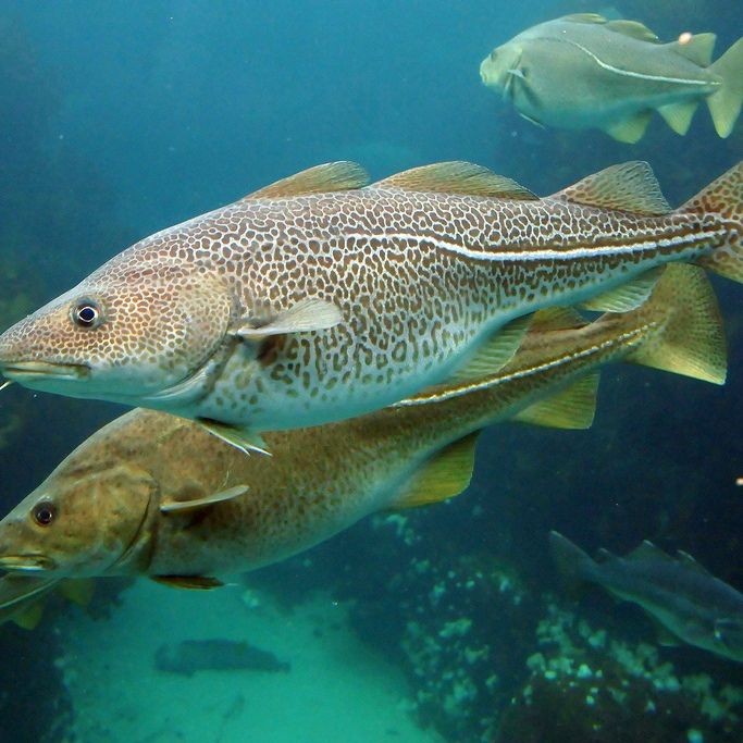各種血魚圖片，各類血魚高清圖片
