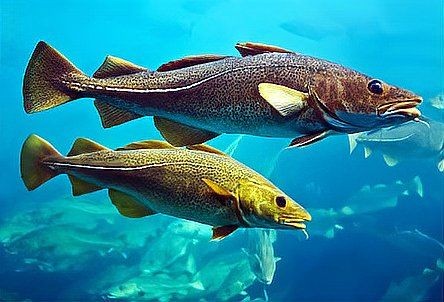 各種血魚圖片，各類血魚高清圖片