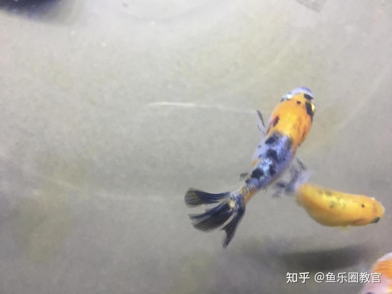 海象魚討厭主人的表現(xiàn)，象魚對(duì)主人不滿