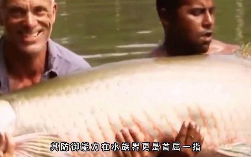 巨骨舌魚兇猛嗎,骨舌魚的兇猛程度究竟如何?