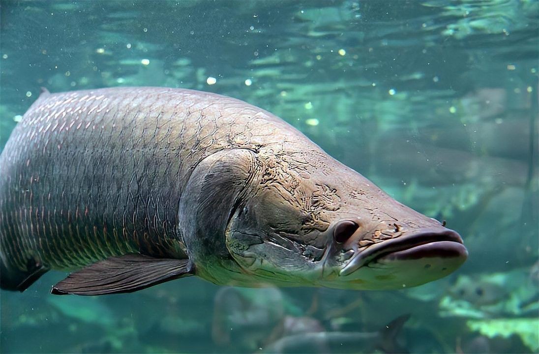 巨骨舌魚兇猛嗎,骨舌魚的兇猛程度究竟如何?